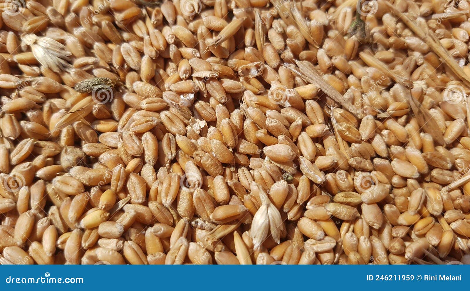 A Collection of Dried and Golden Grains Stock Image Image of soil