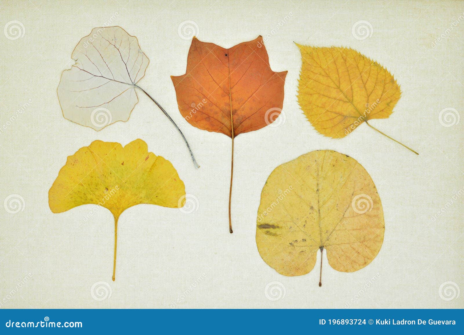 collection of dry leaves in autumn