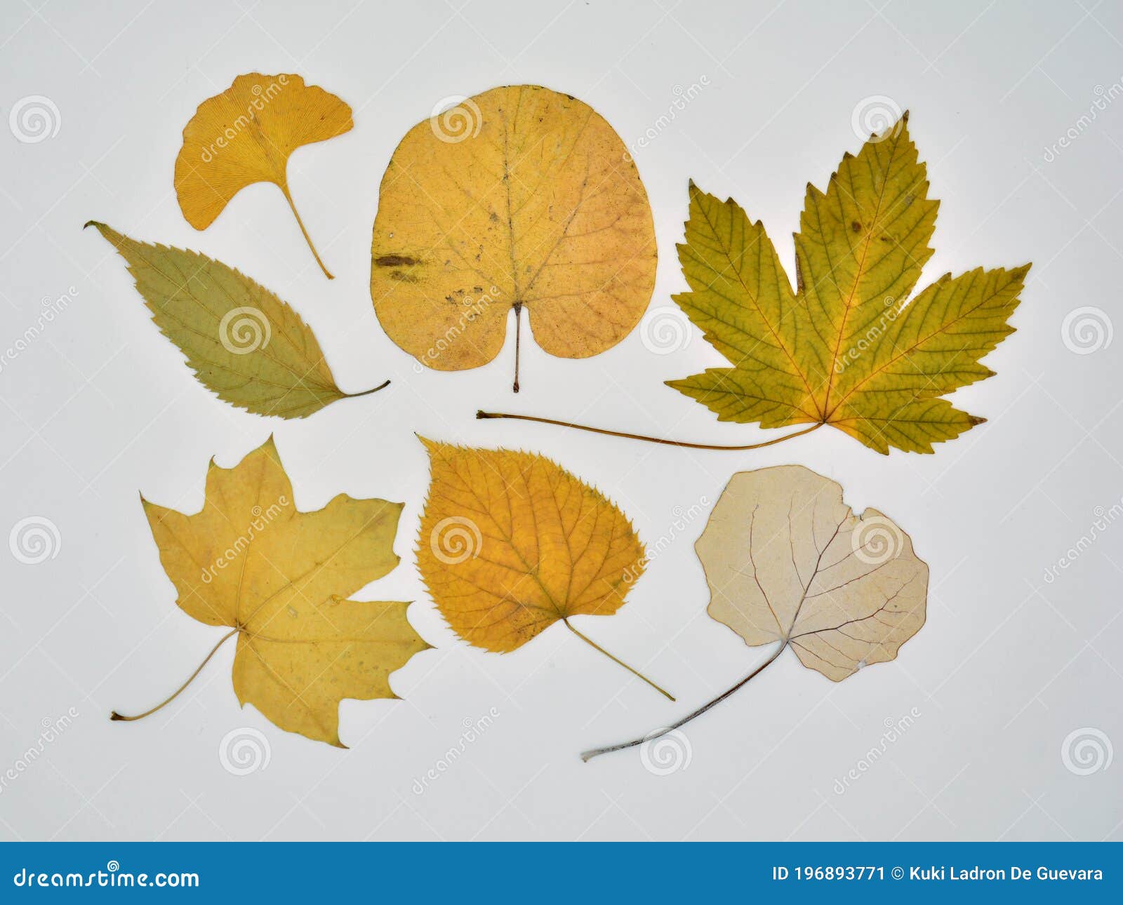 collection of dry leaves in autumn