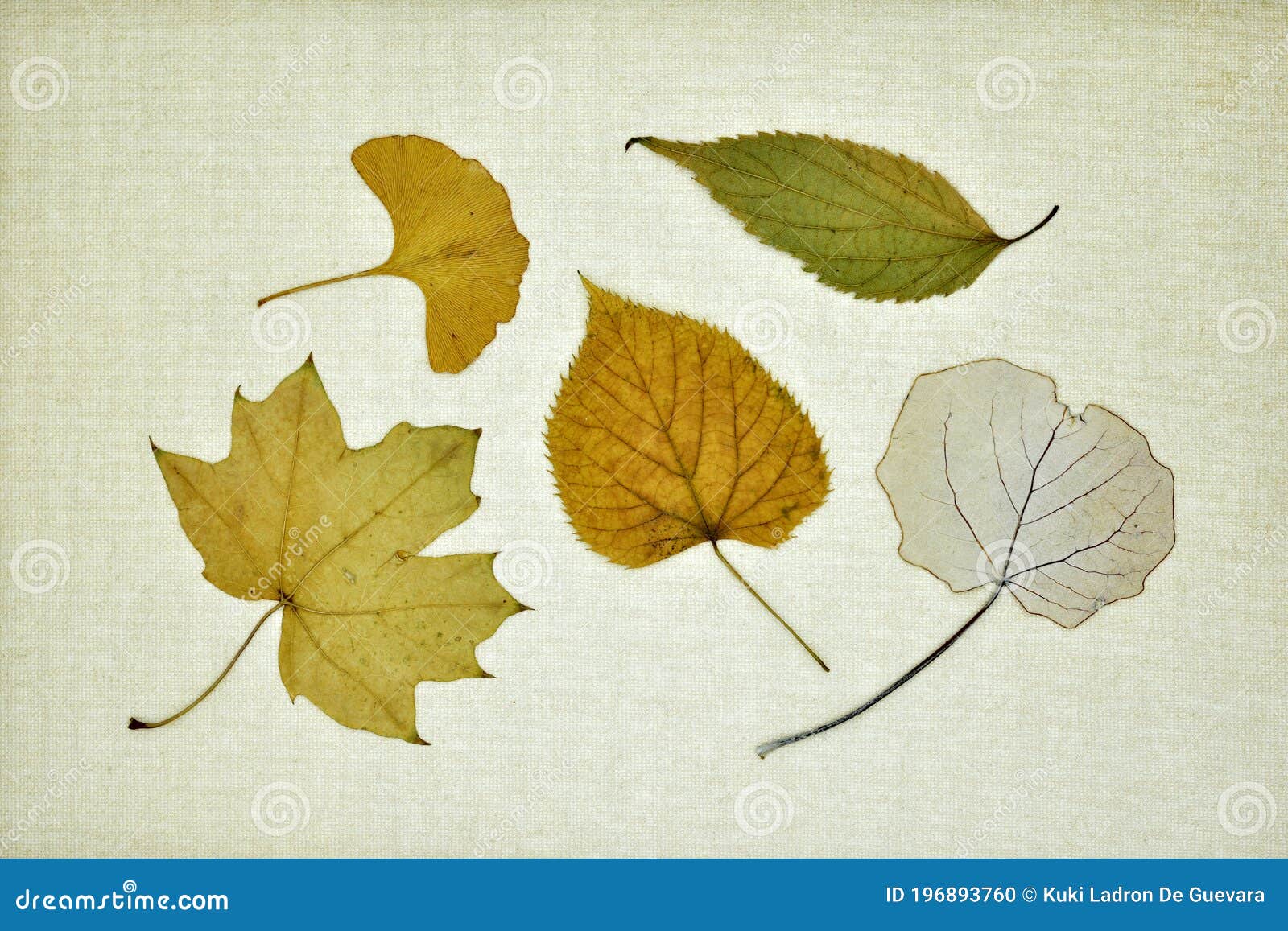 collection of dry leaves in autumn