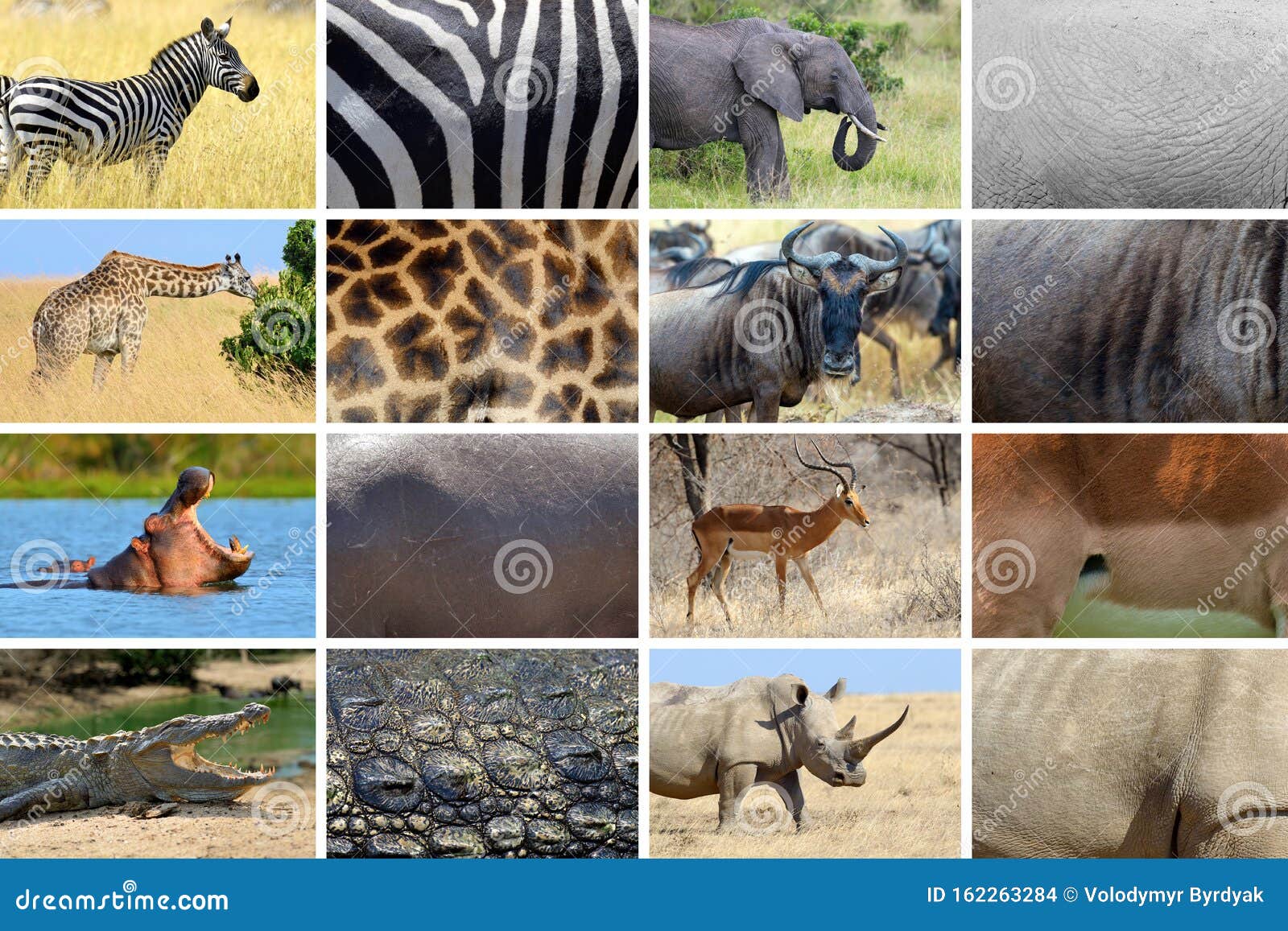 Collection of Eight Animals and Their True Skin Textures Stock Photo