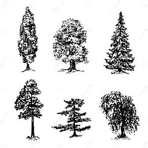 Different Types Of Trees Drawing With Names Printable Templates Protal