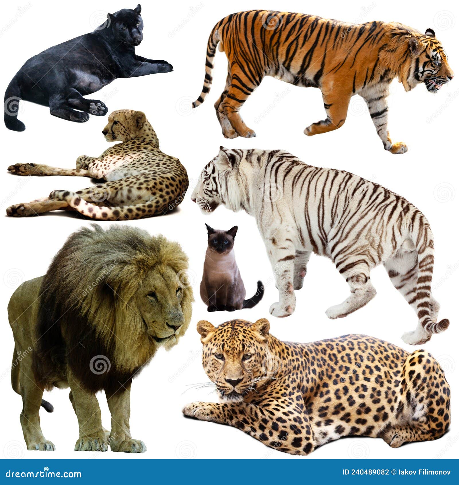 Collection of Felidae Family Animals Isolated on White Stock Photo - Image  of danger, famous: 240489082
