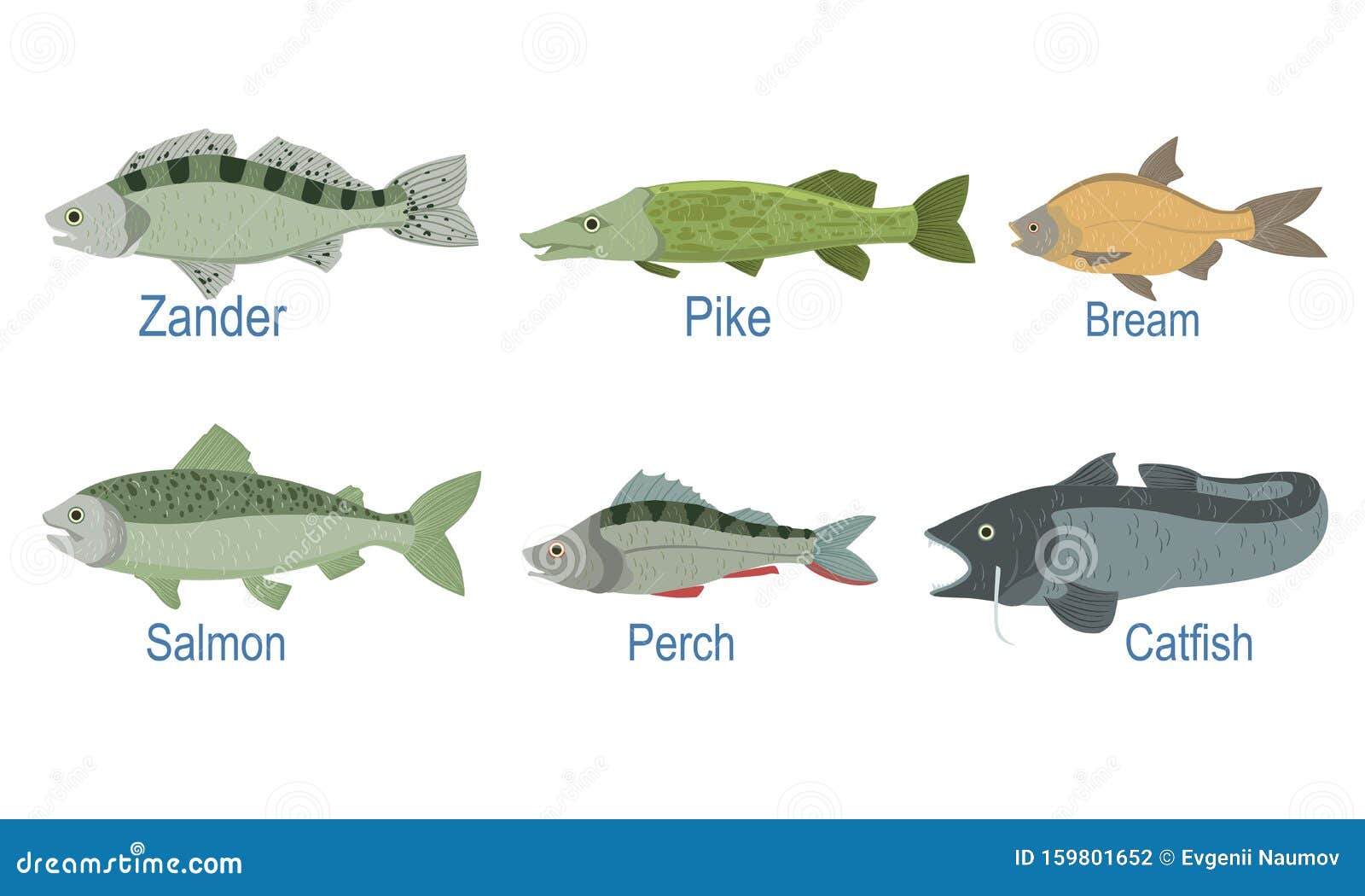 Fish Species Stock Illustrations – 14,849 Fish Species Stock