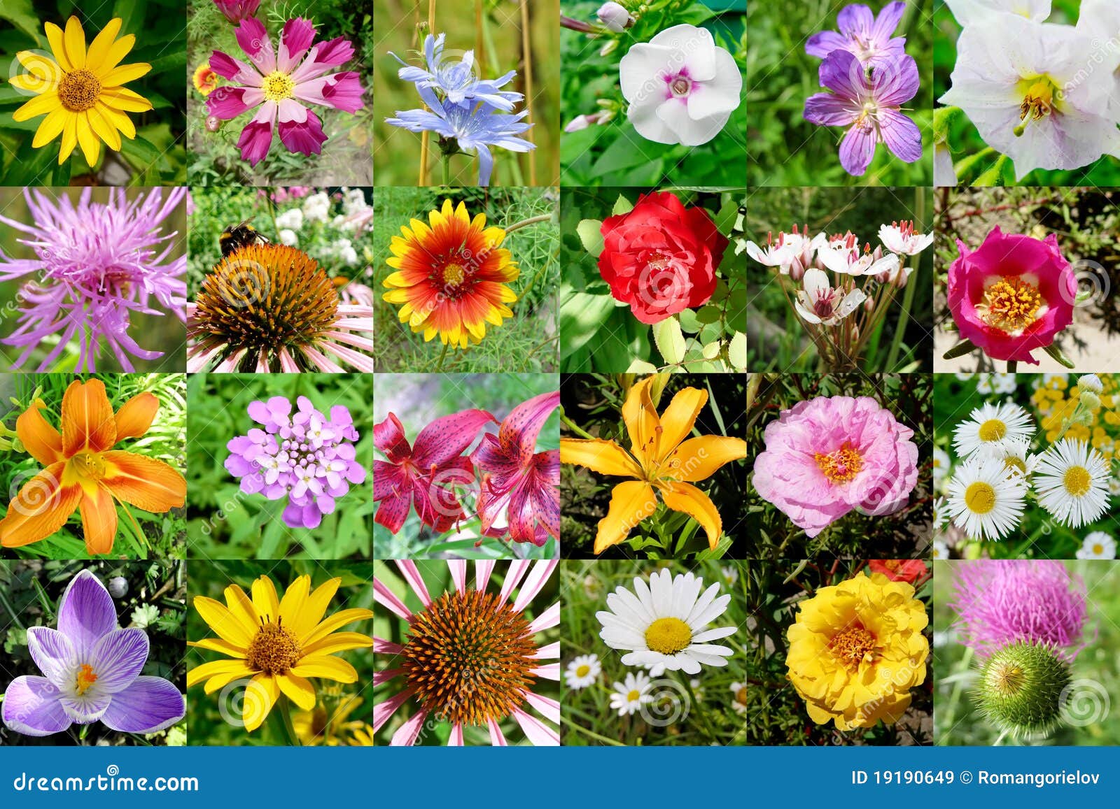Collection of flowers stock image. Image of rose, blue - 19190649