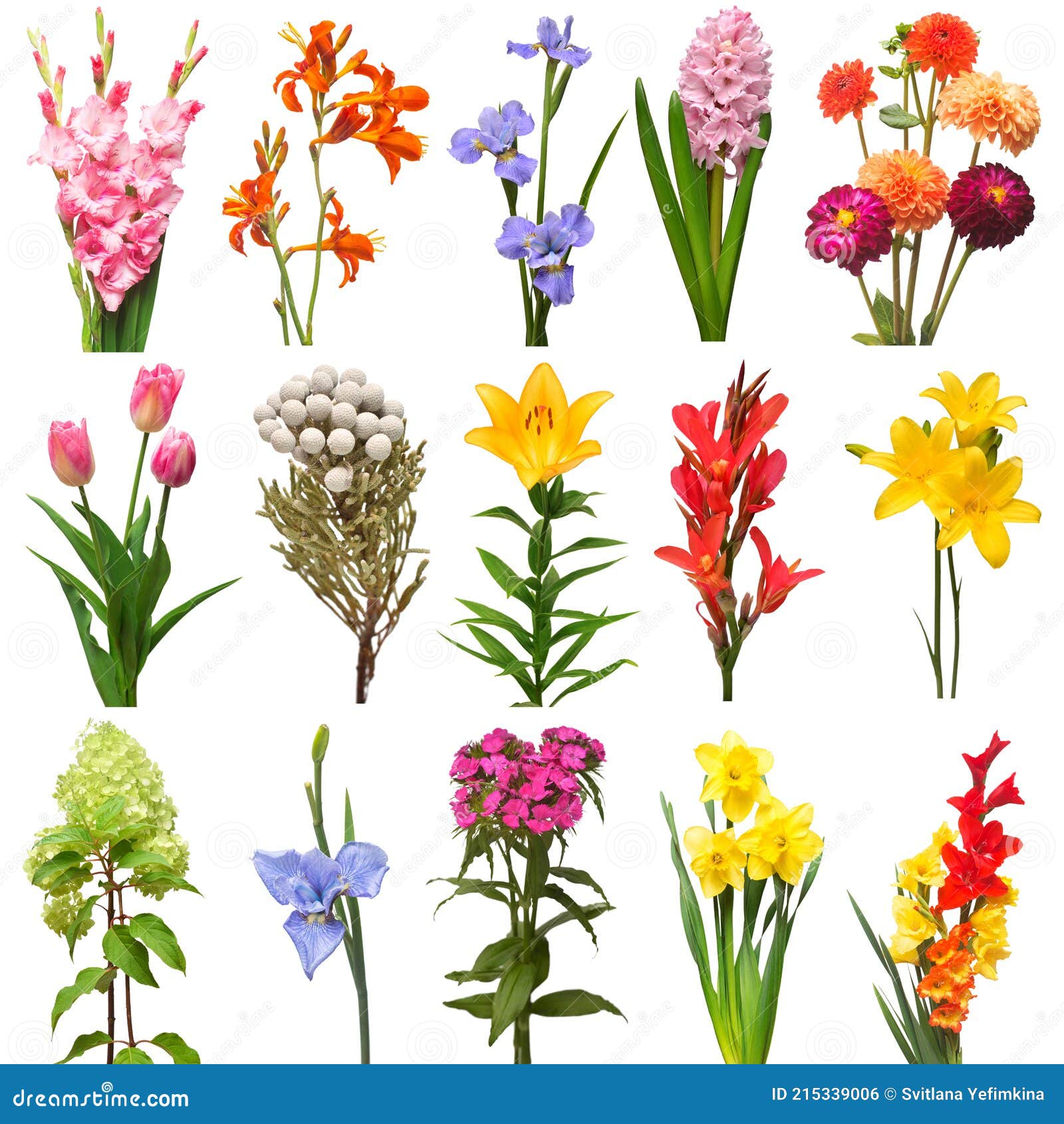 Collection of flowers stock photo. Image of bloom, blue - 215339006