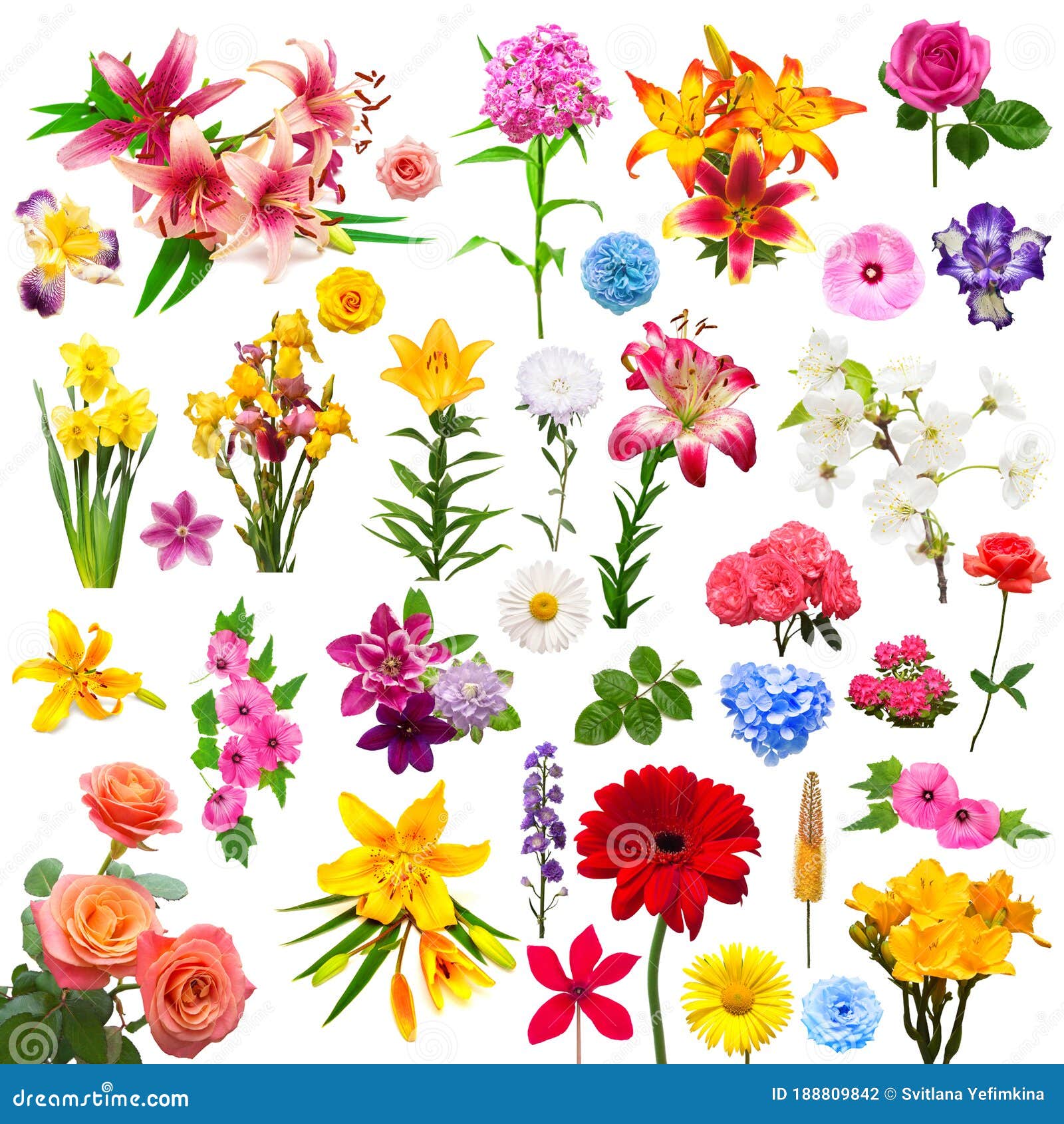 Collection Flowers Isolated on White Stock Photo - Image of flower ...