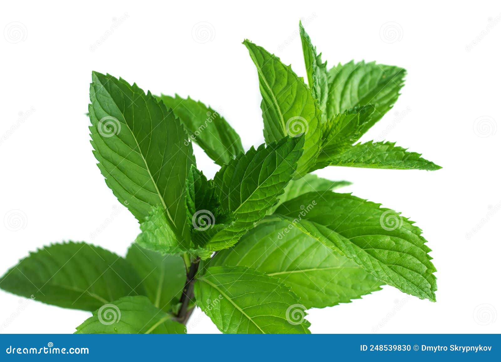 Collection of Fresh Mint Leaves, Isolated on White Background Stock