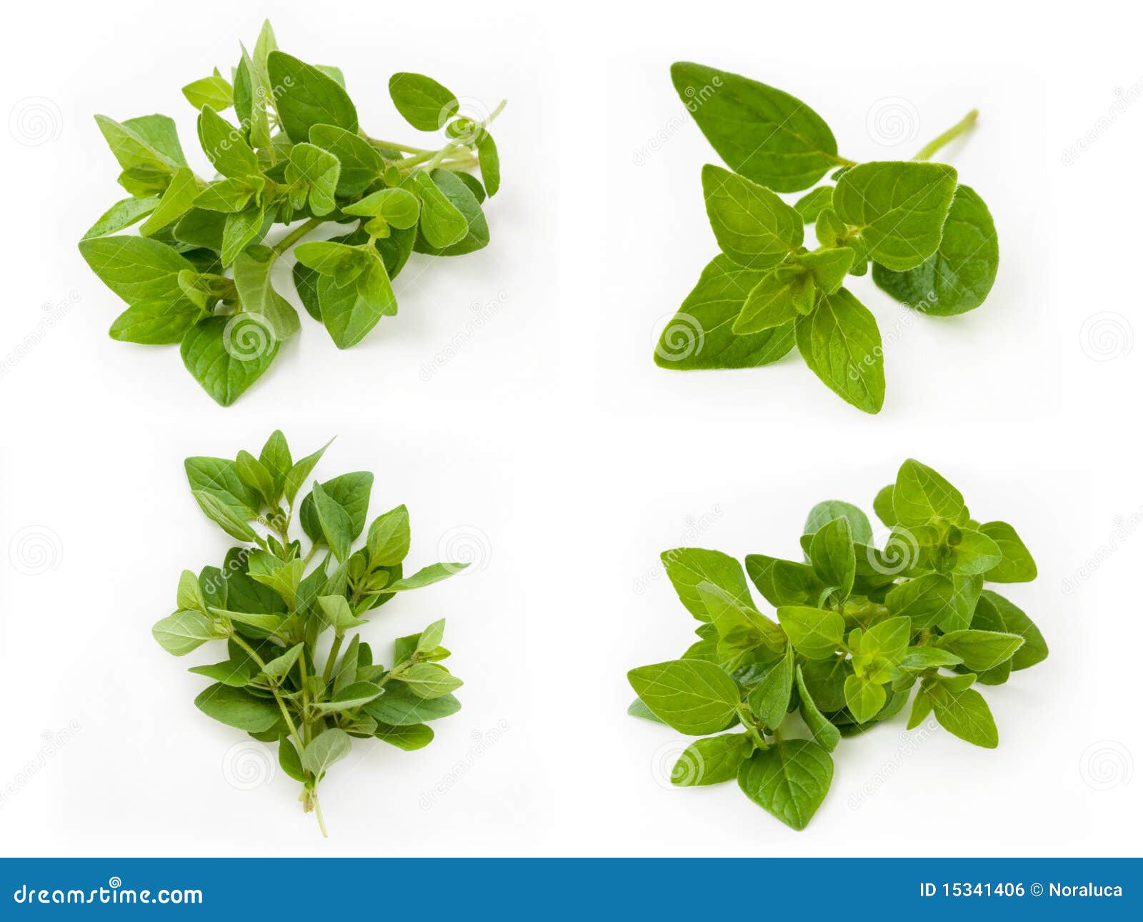 Collection Of Fresh Oregano Stock Photo Image of four, flavoring
