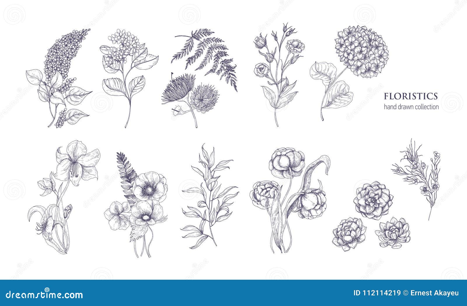 collection of gorgeous floristic flowers and wild flowering plants hand drawn with black contour lines on white
