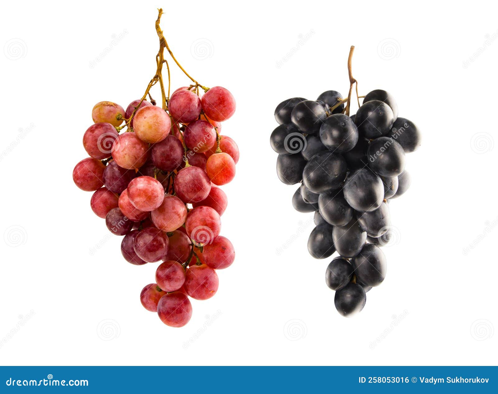 Collection of Grape Varieties on White Background. Red Grapes, Black