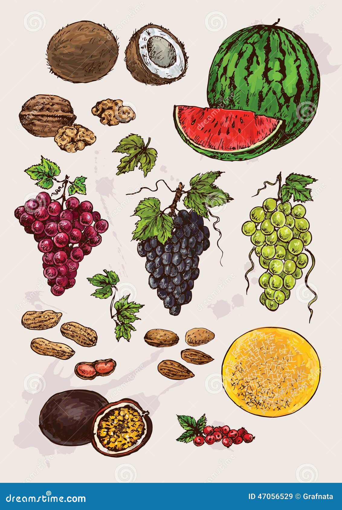 Collection of Hand Drawing Fruits Stock Vector Illustration of vector