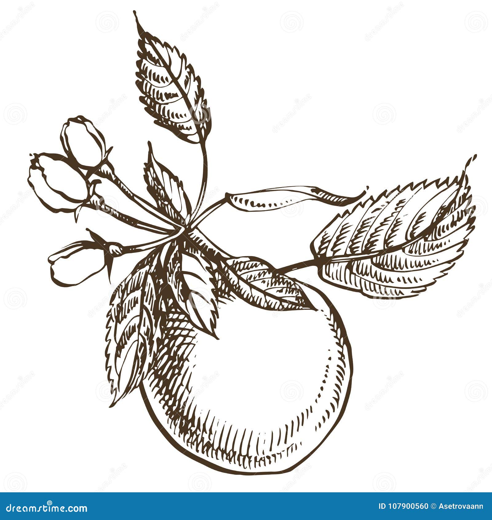 Collection of Hand Drawn Apples. Illustrations in Engraved Style. Stock