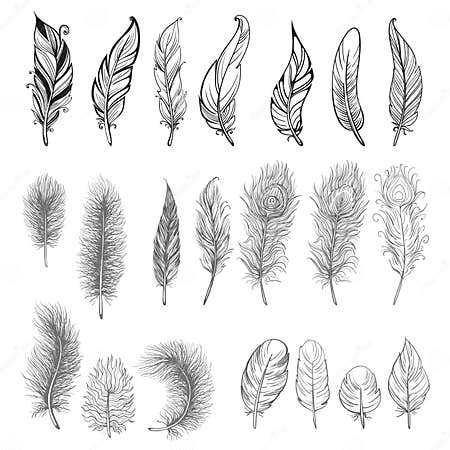 Collection of Hand Drawn Feather. Stock Vector - Illustration of fluffy ...