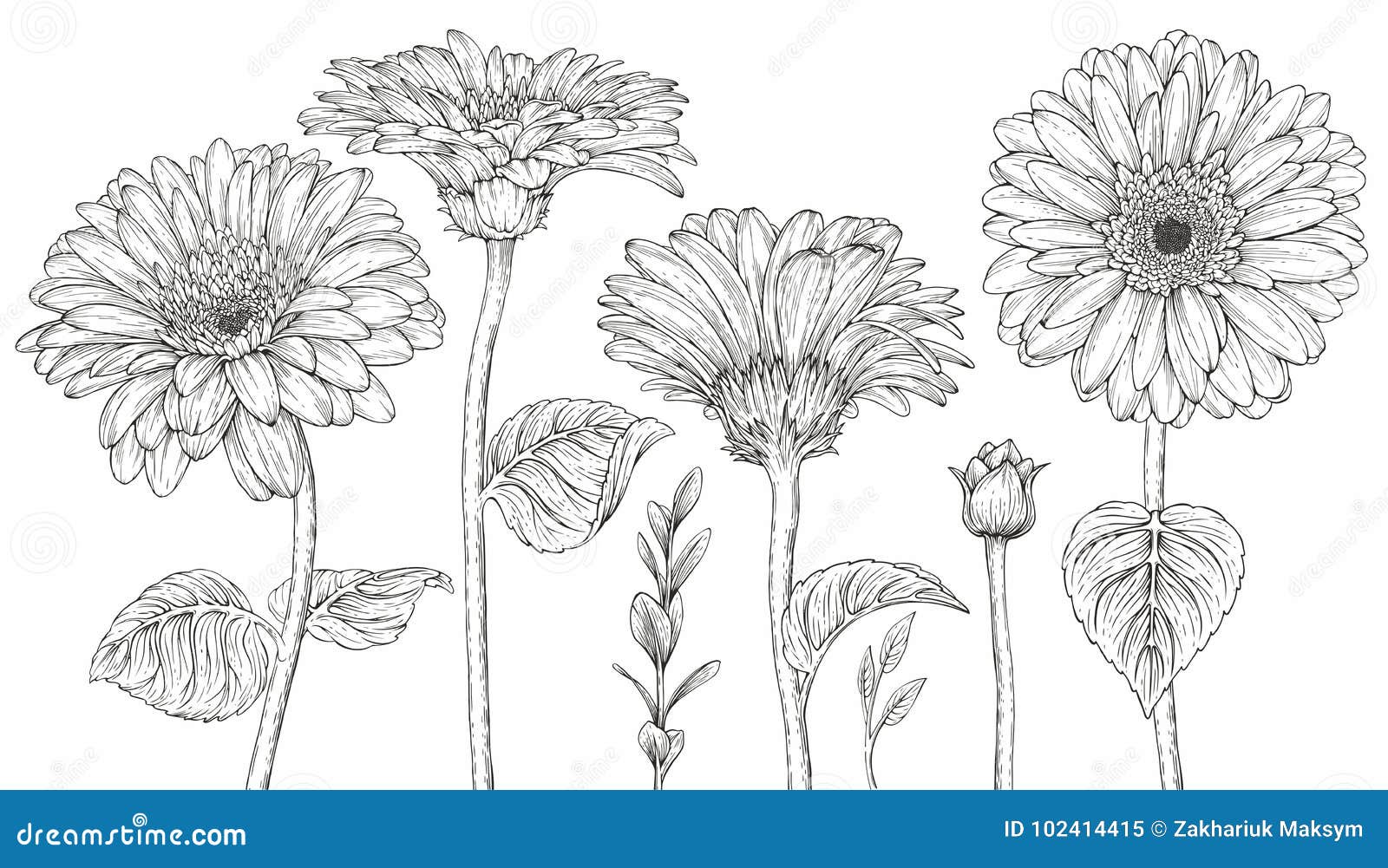 gerbera flowers