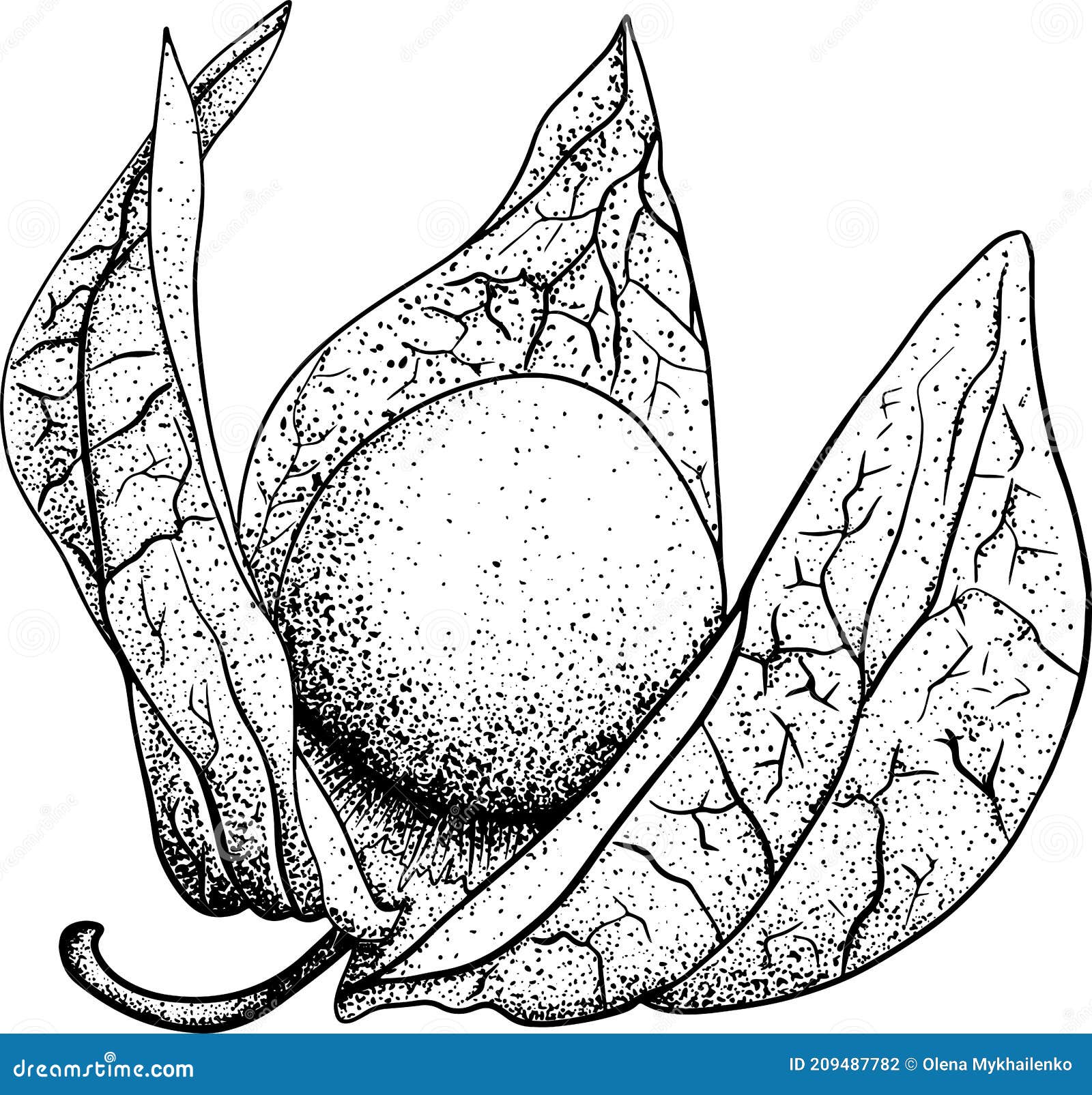 Collection of Hand Drawn Physalis, Plant and Fruit. Tomatillo. Vector ...