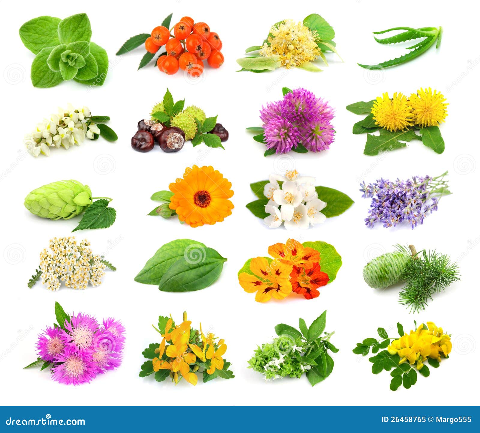 Collection Of Herbs And Flowers Royalty Free Stock Photo ... Collection Of Herbs