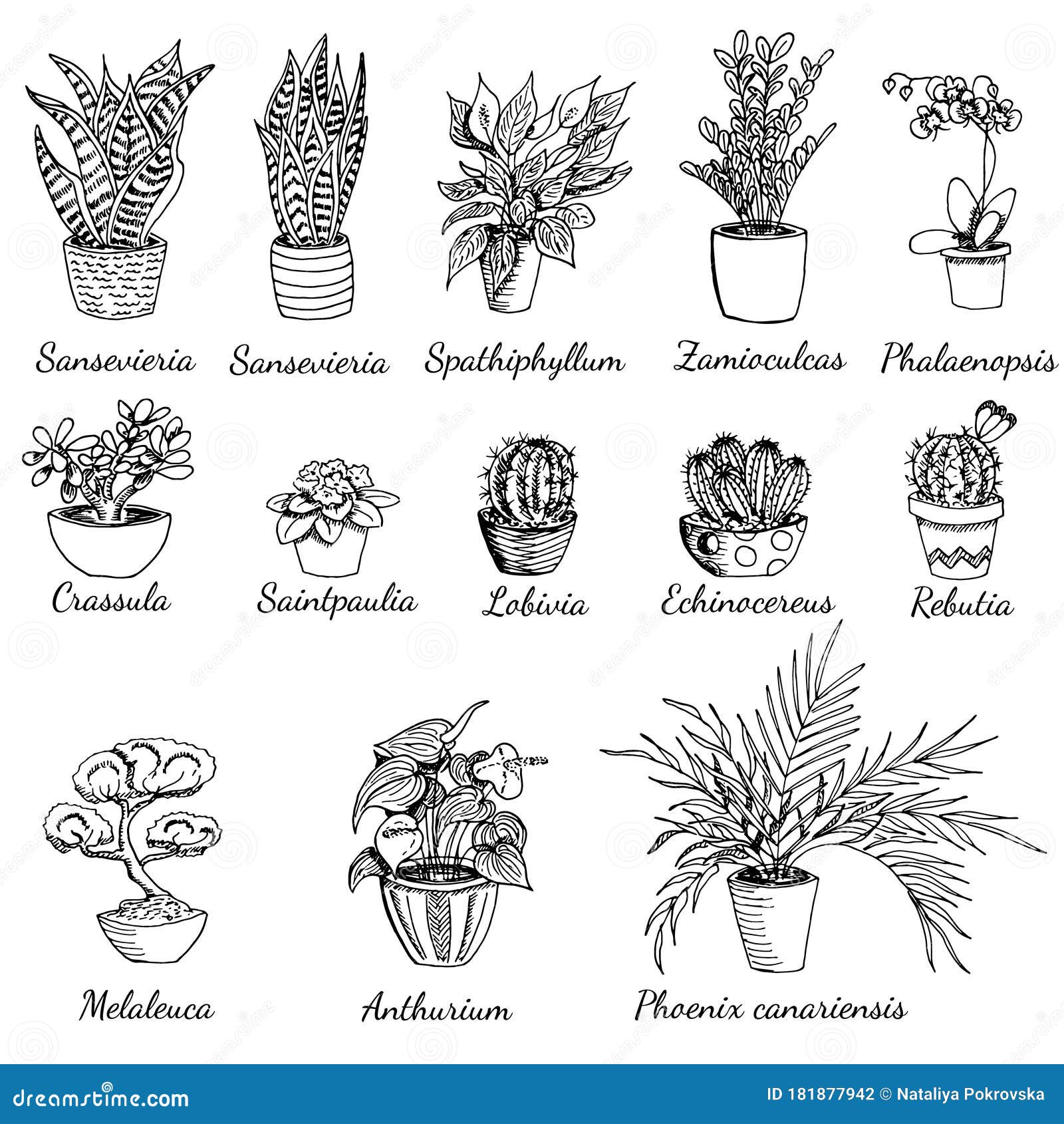 Draw and Paint Six Culinary Herbs | valwebb.com