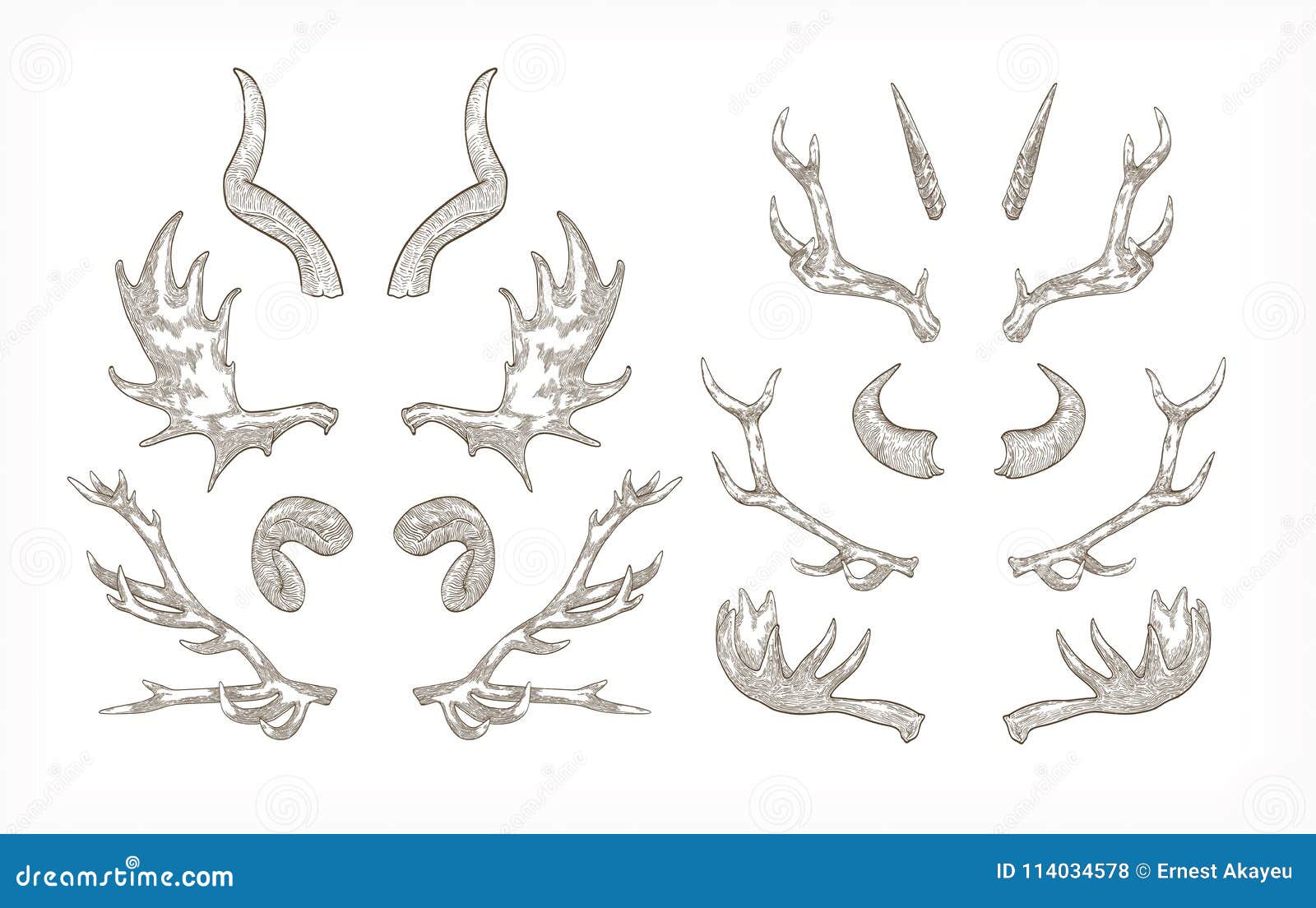 collection of horns of various animals  on white background - ram, mountain goat tur, antelope, elk, bull