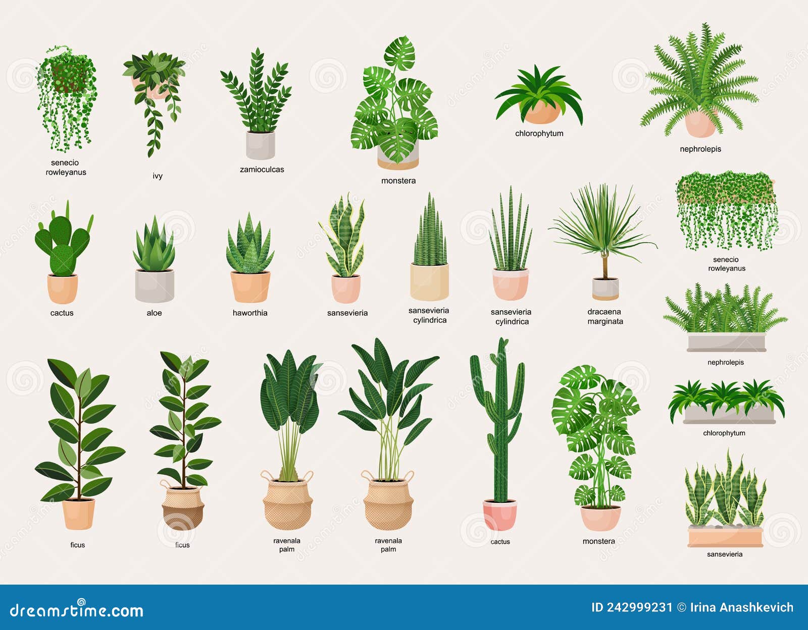 Collection of Indoor Plants in Pots for Decorating the Interior ...