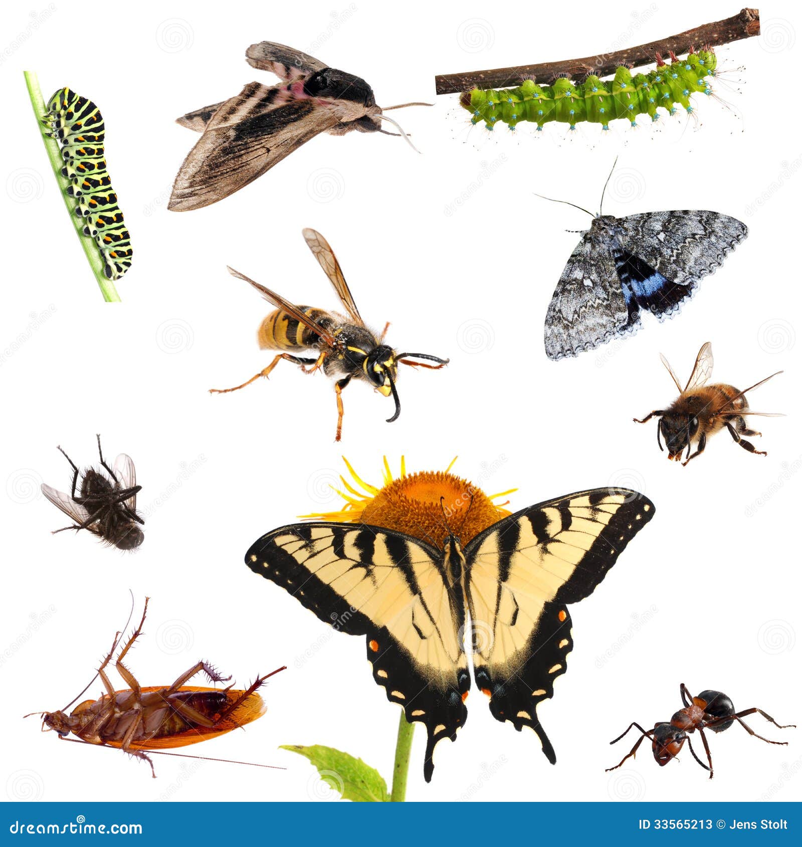 Collection of Insects. Butterflies, Caterpillars, Moths, Bees, Ants Etc ...