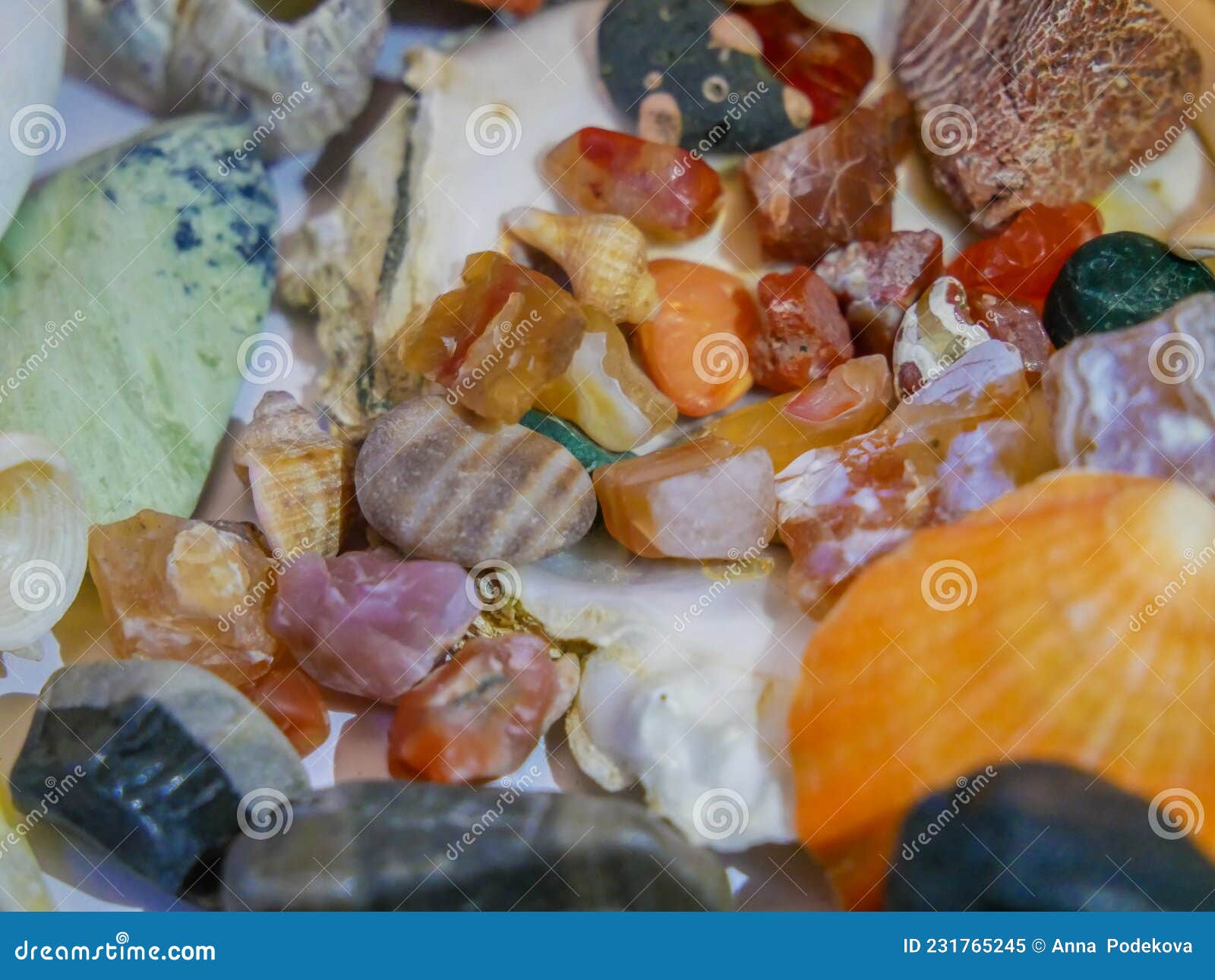 Collection of Interesting Sea Shells and Gemstones from Three Seas. Stock Image Image of