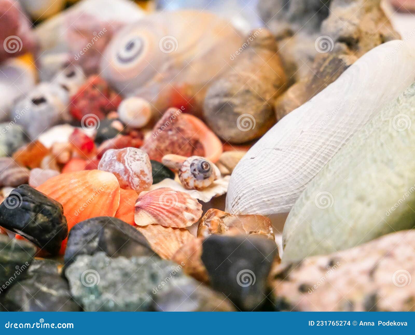 Collection of Interesting Sea Shells and Gemstones from Three Seas. Stock Photo Image of