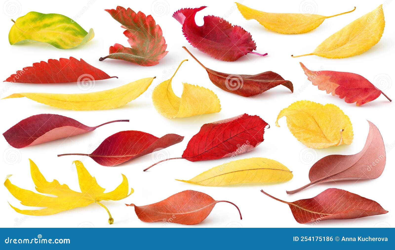 Collection of Isolated Autumn Leaves of Trees and Shrubs on the Ground ...