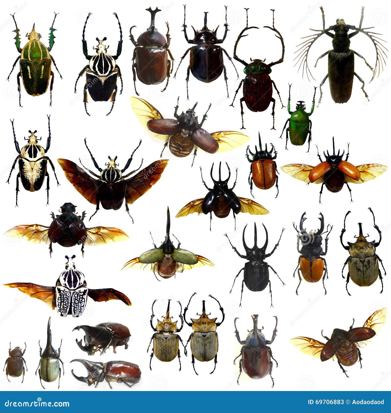 Collection of Jewelry Beetle Isolated Stock Image Image of borer