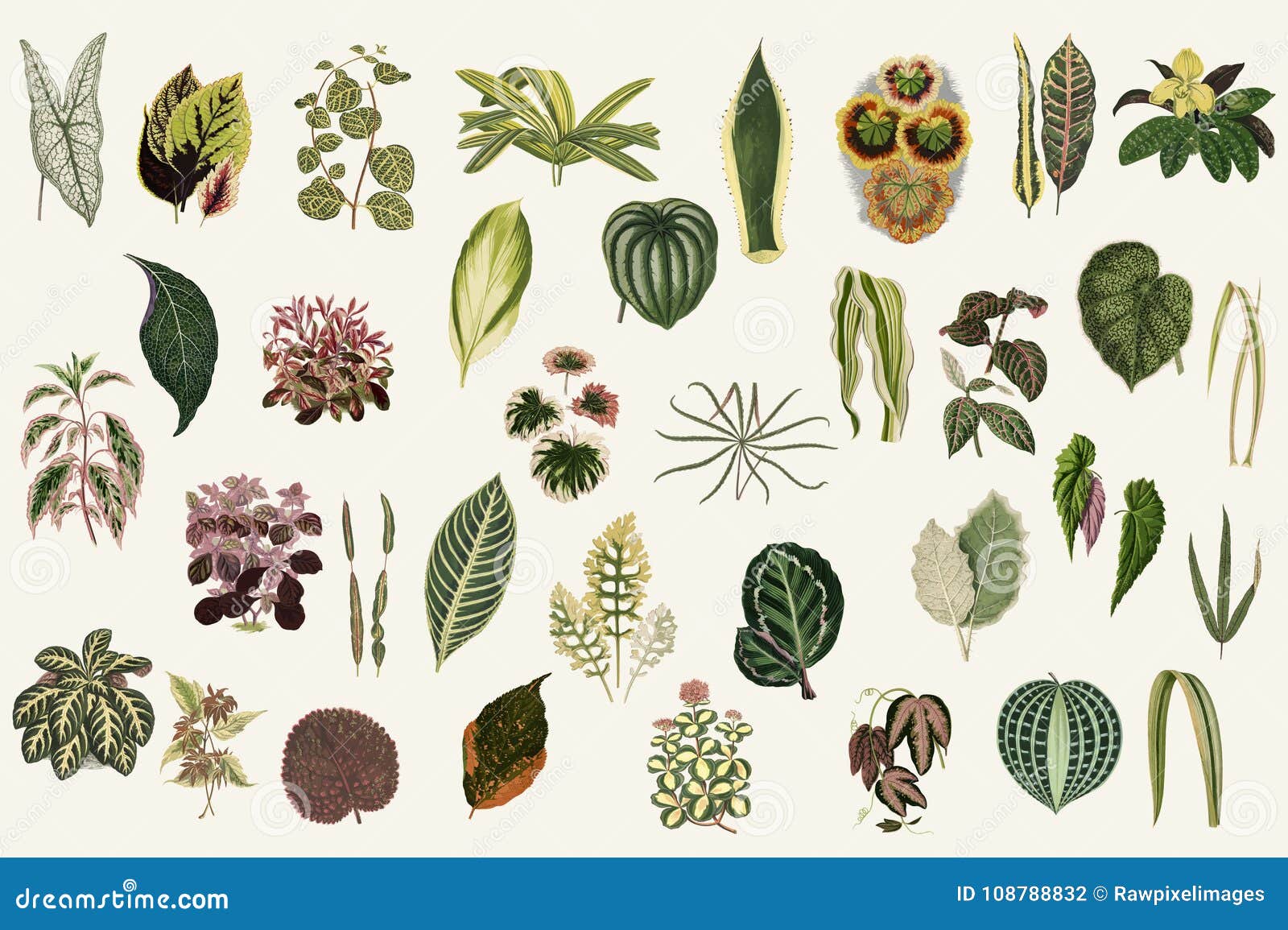 collection of leaves from new and rare beautiful-leaved plants. digitally enhanced from our own 1929 edition of the publication.