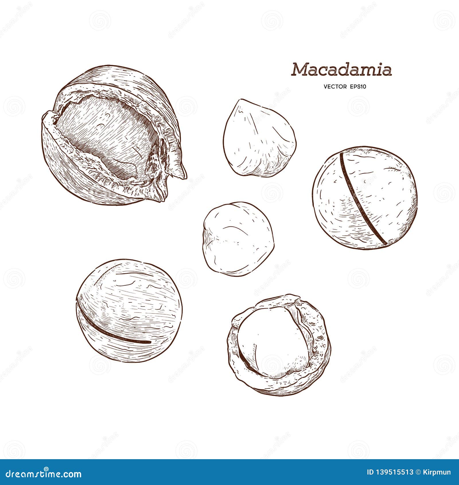 Collection of Macadamia, Hand Draw Sketch Vector Stock Vector