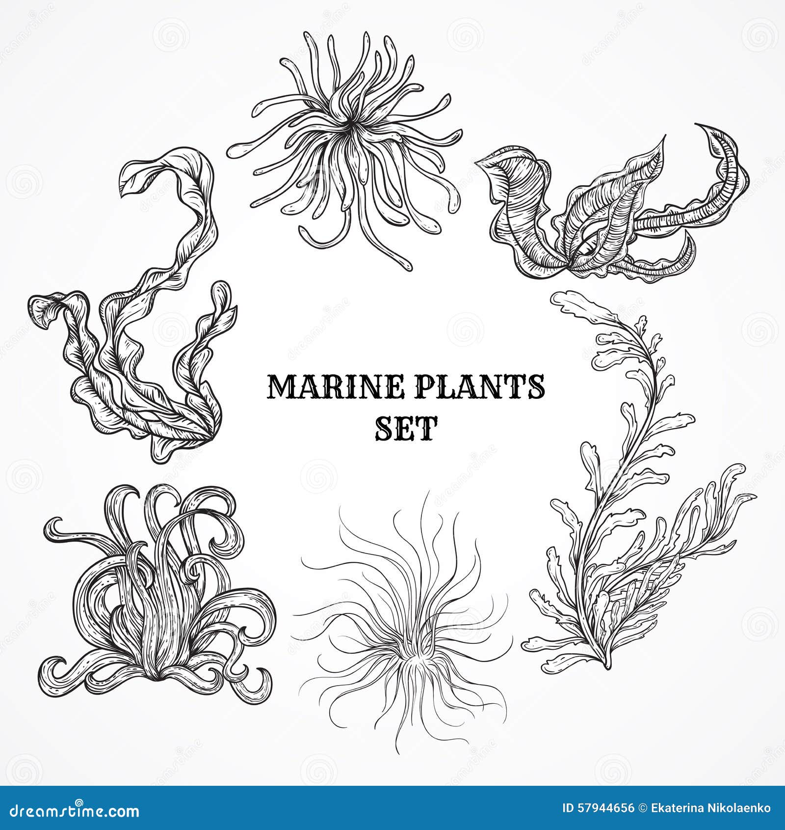 collection of marine plants, leaves and seaweed. vintage set of black and white hand drawn marine flora.