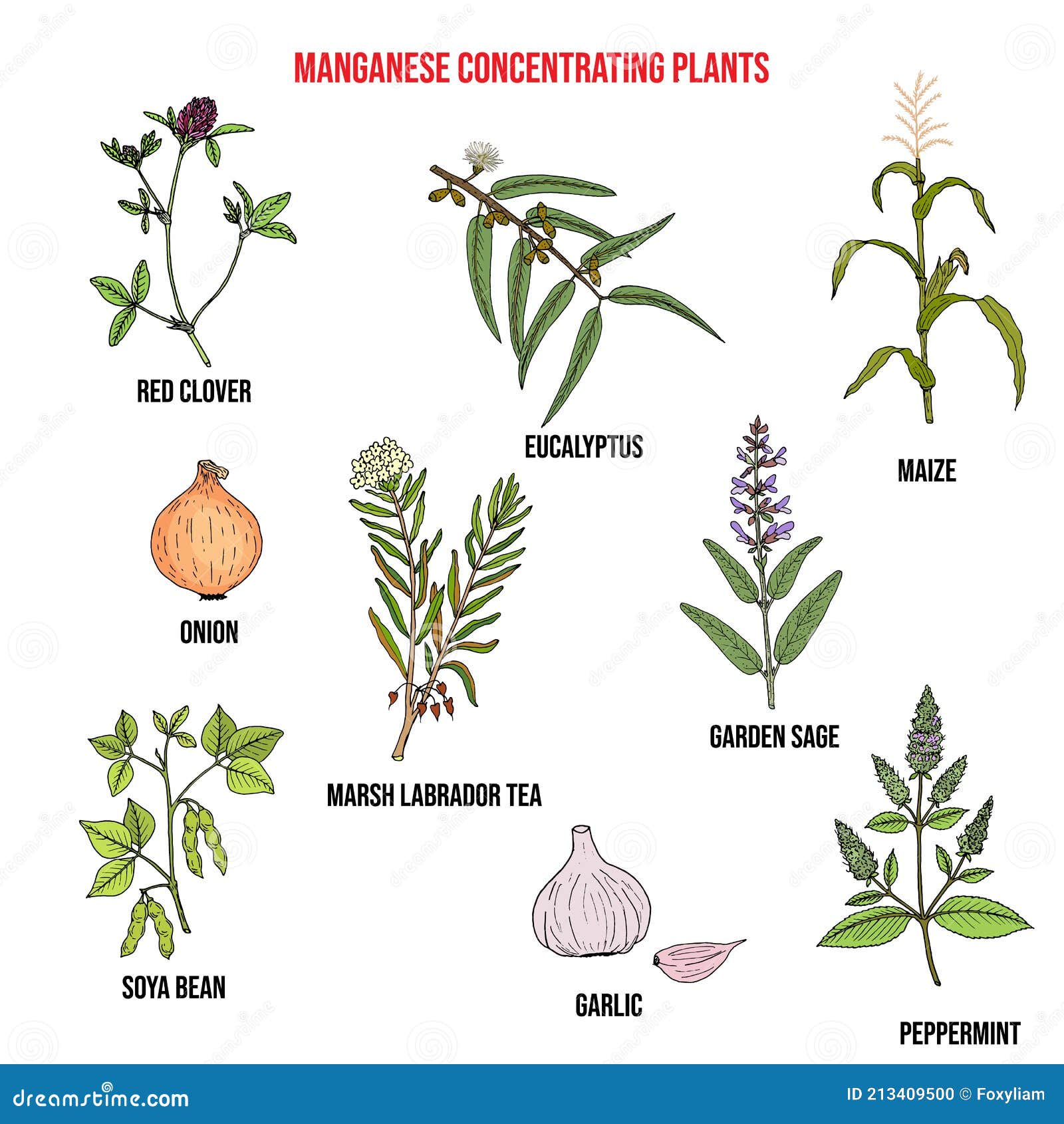 Collection of Medicinal Plants Concentrating Manganese. Stock Vector