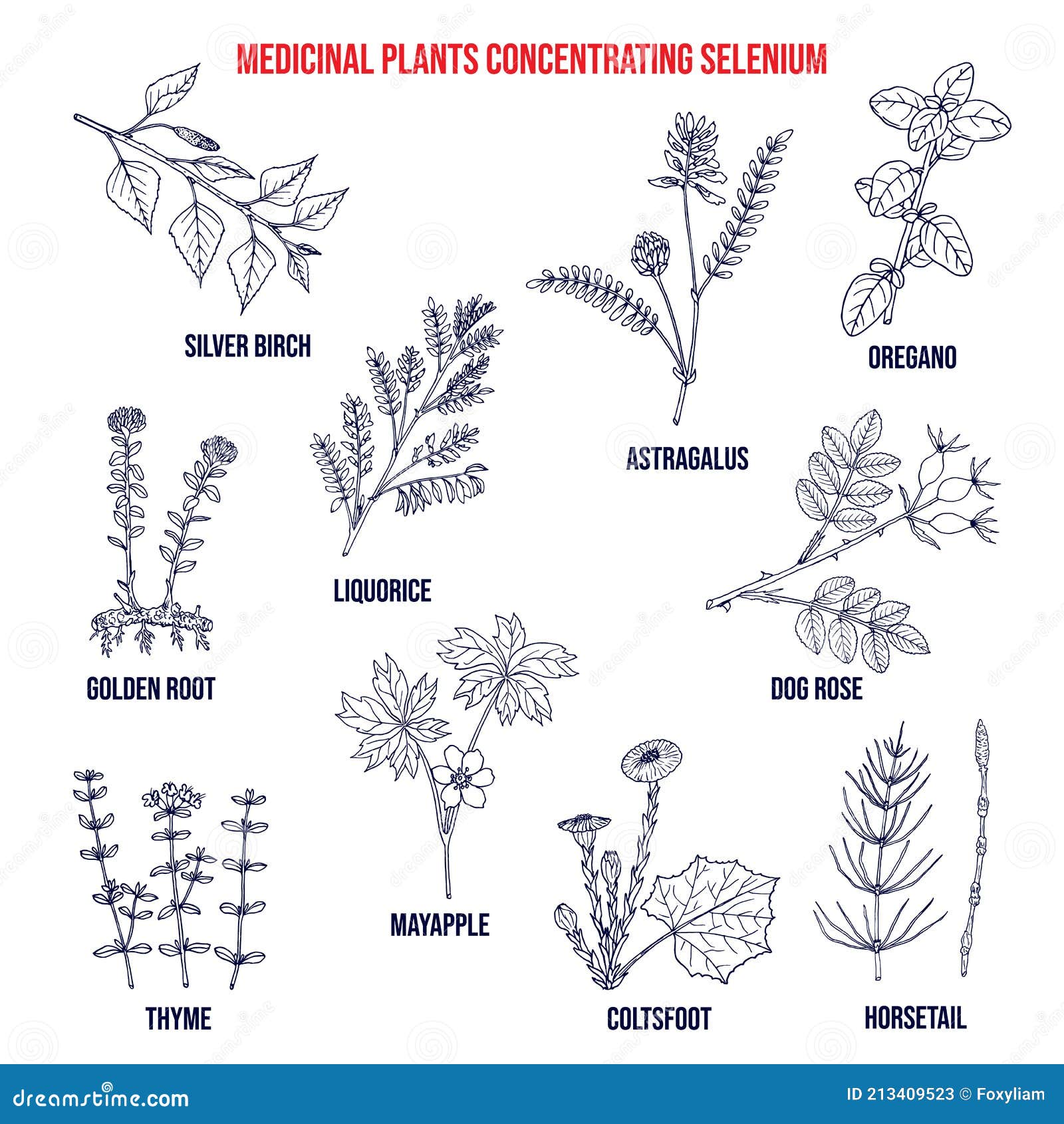 Collection of Medicinal Plants Concentrating Selenium Stock Vector - of preparation: 213409523