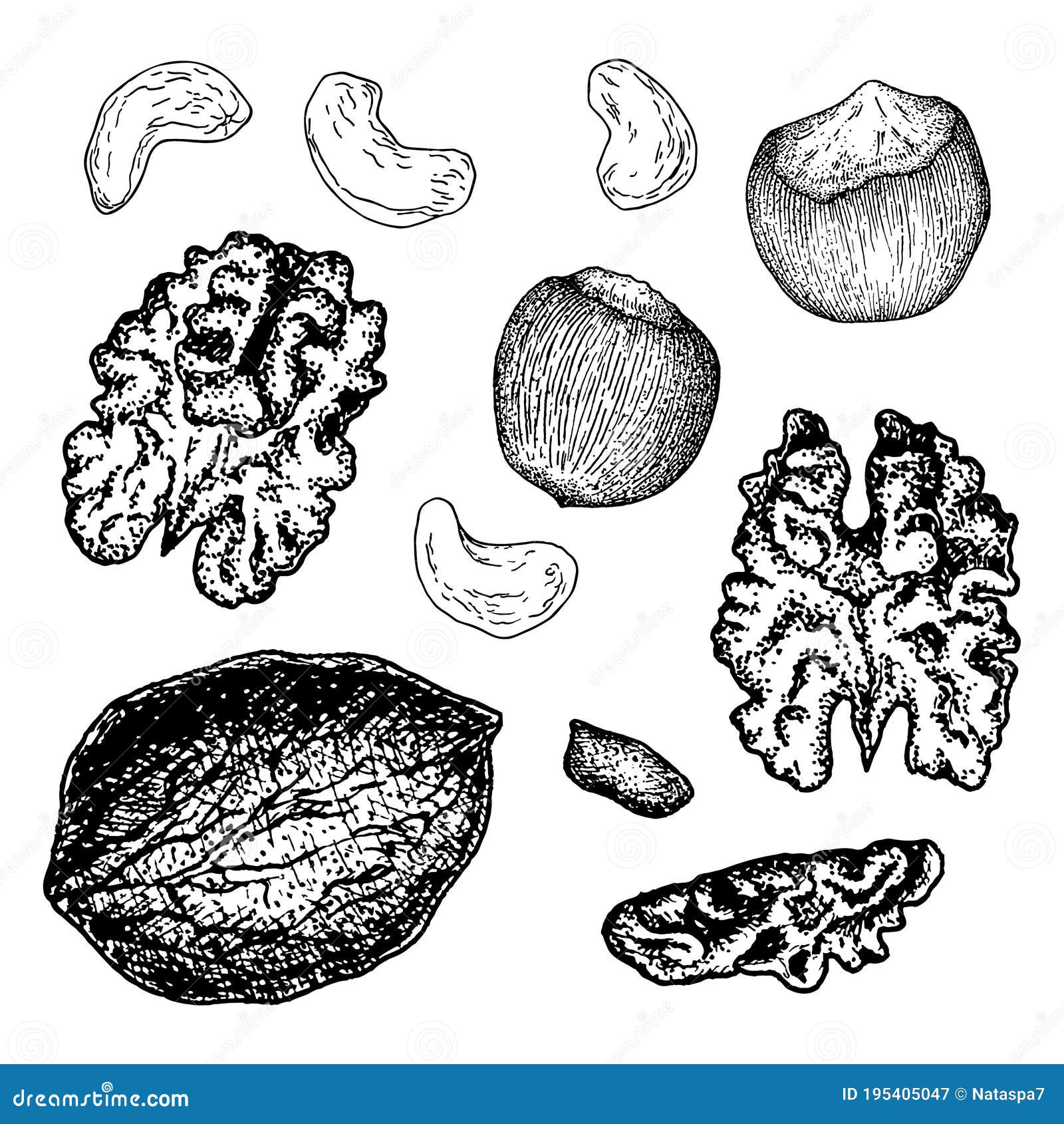 Collection Nuts and Seeds. Set of Different Nuts. Hand Drawn Sketch