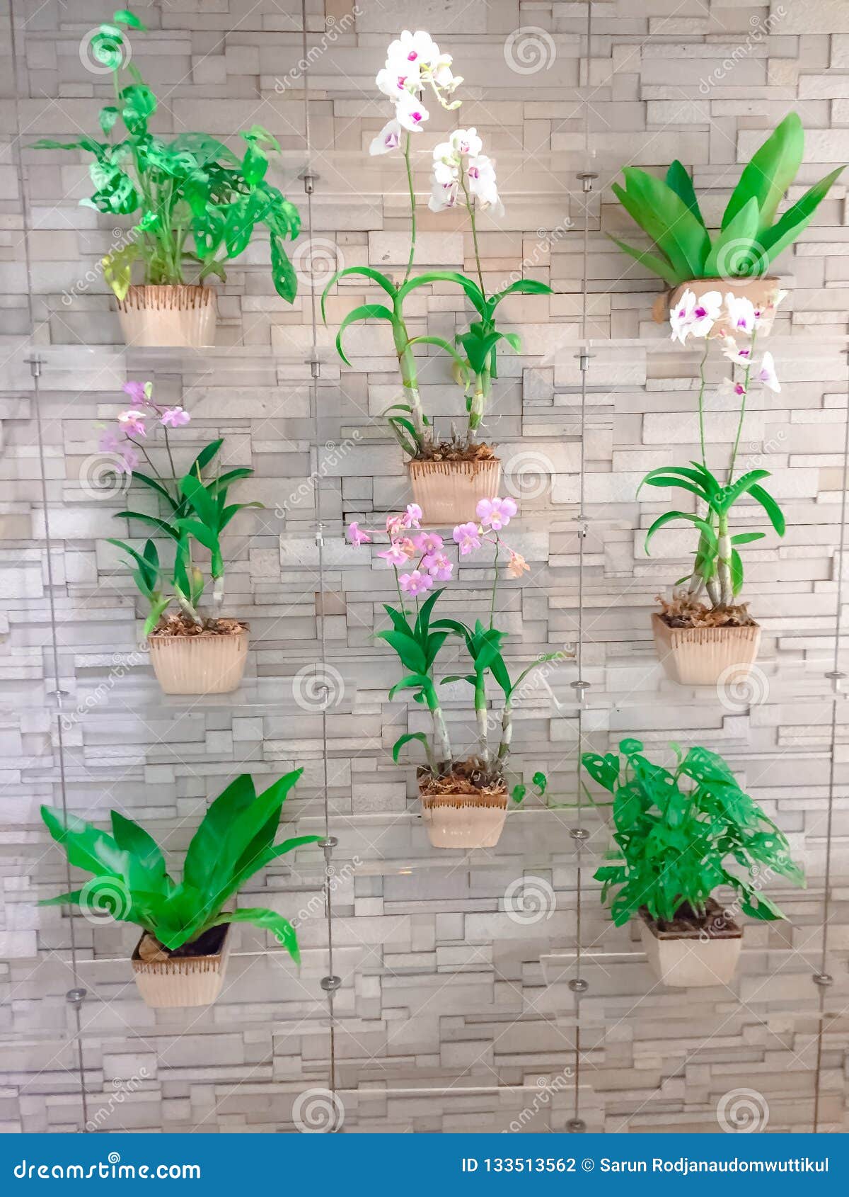 Collection of Orchid Hanging on Bricks Wall Stock Photo Image of decorative, isolated 133513562