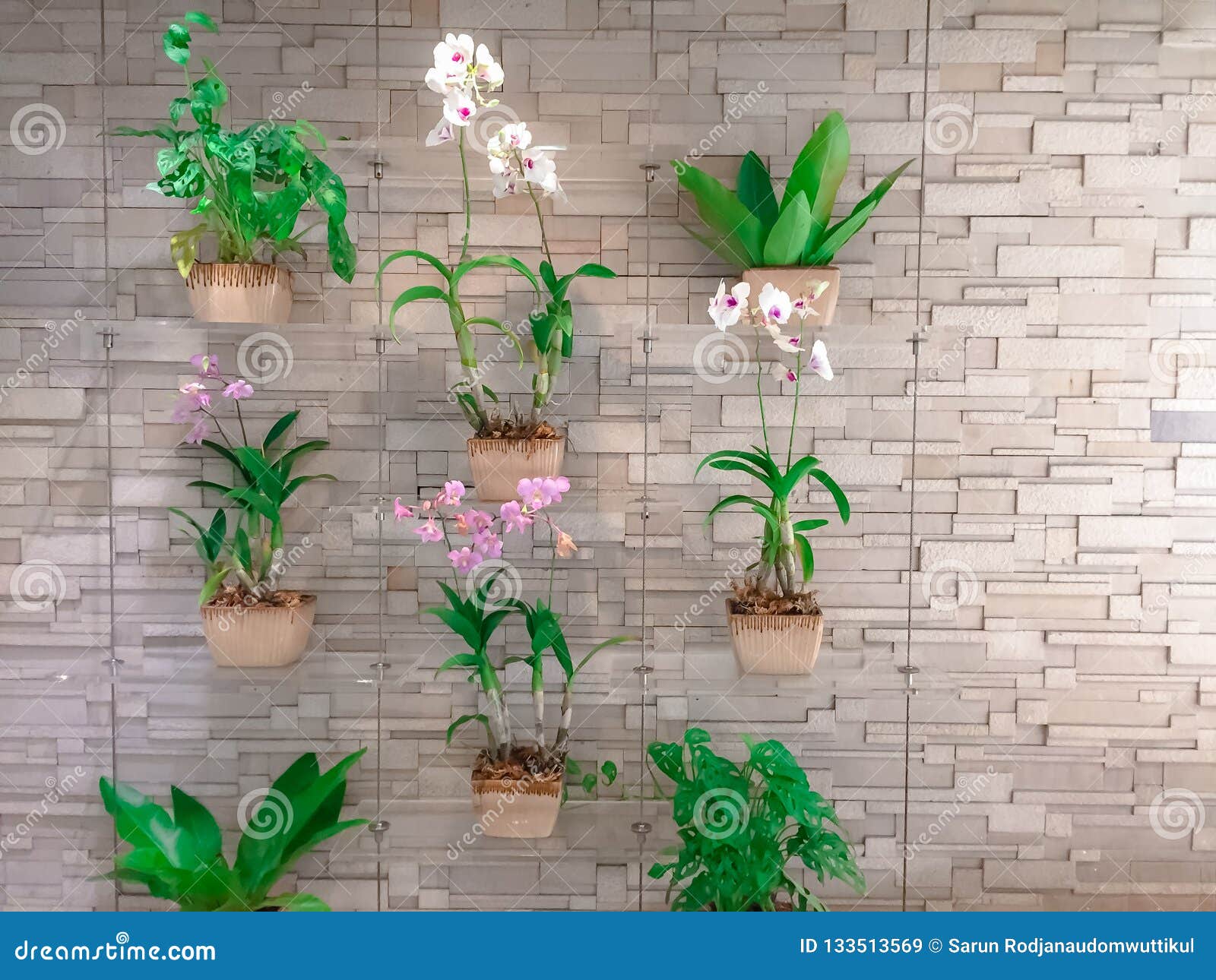 Collection of Orchid Hanging on Bricks Wall Stock Image Image of design, colour 133513569