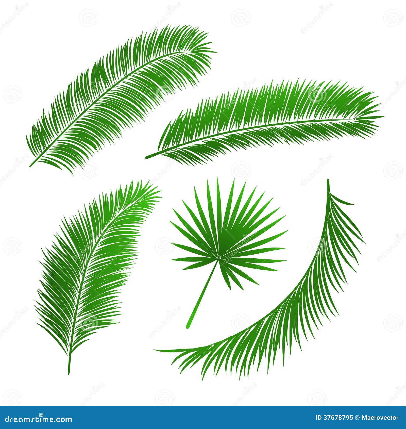 Collection Of Palm Tree Leaves Stock Vector - Illustration ...