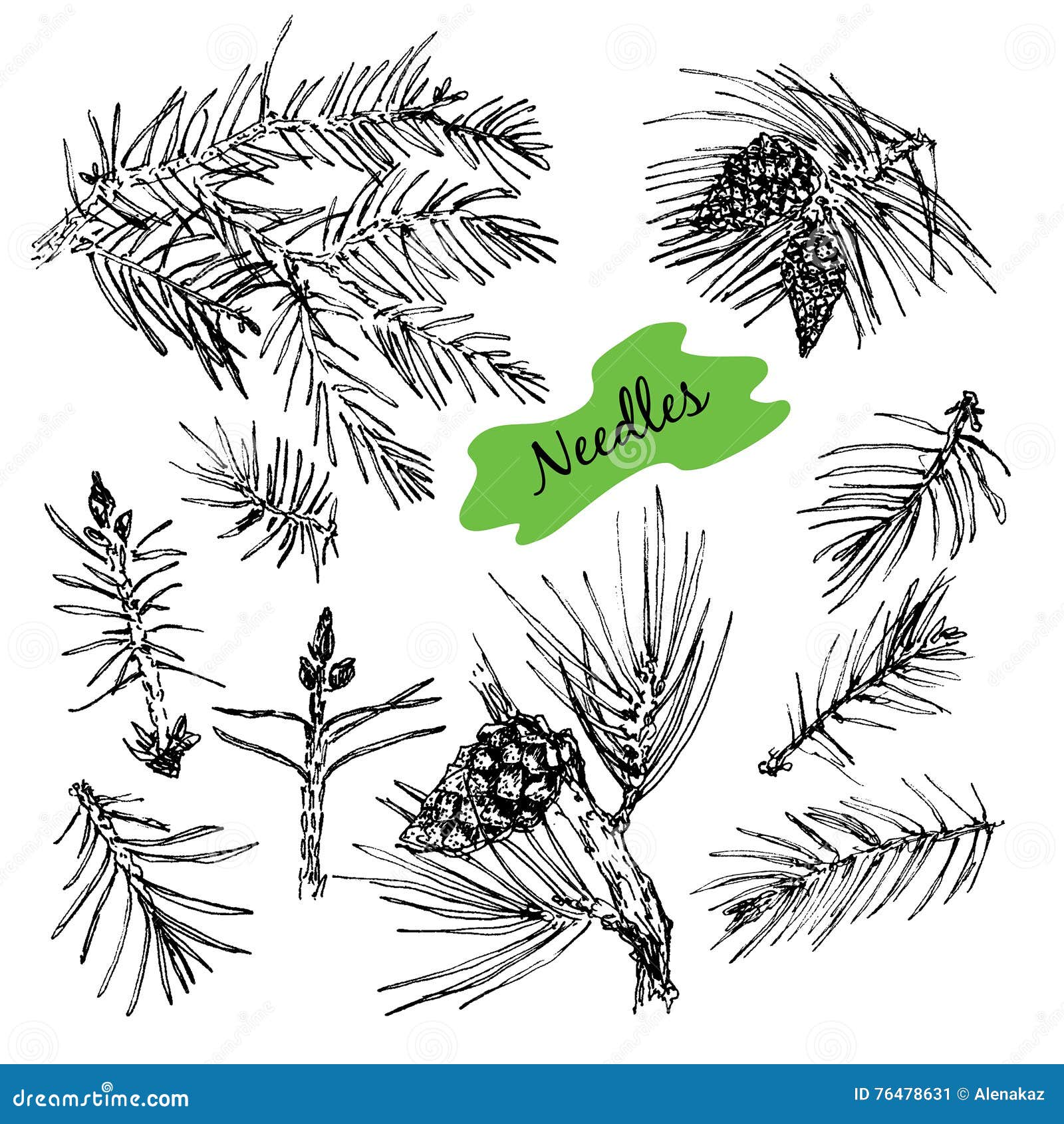 Collection with Pine S Needles. Stock Vector - Illustration of foliage