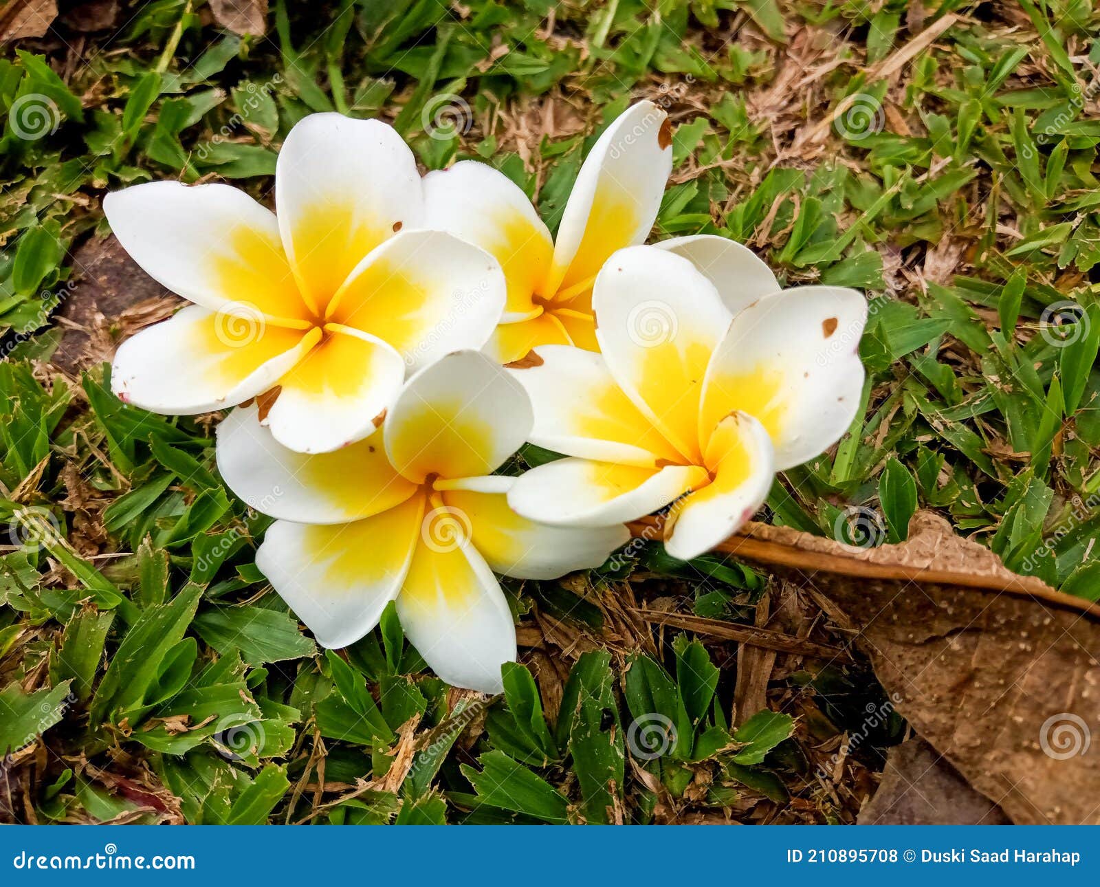 A Collection Plumeria Flower after Falling from a Tree in Summer 01