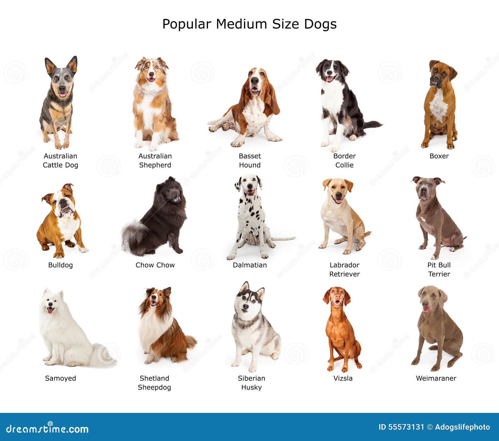 collection of popular medium size dogs