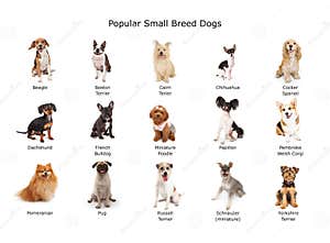 Pet Small Dog Breed For Pomeranian It Lying Down On The Granite Floor 