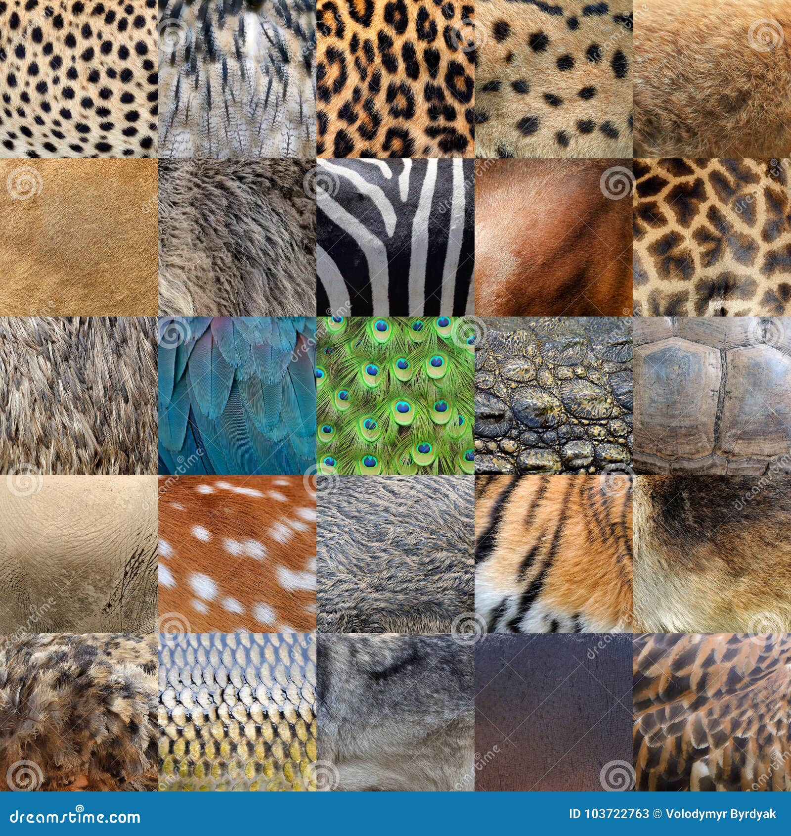 392 Real Animals Skin Stock Photos - Free & Royalty-Free Stock Photos from Dreamstime 392 Real Animals Skin Stock Photos - Free & Royalty-Free Stock Photos from Dreamstime
