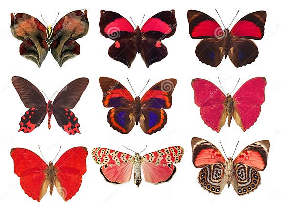 Collection of Red Butterflies on a White Background Stock Image - Image ...