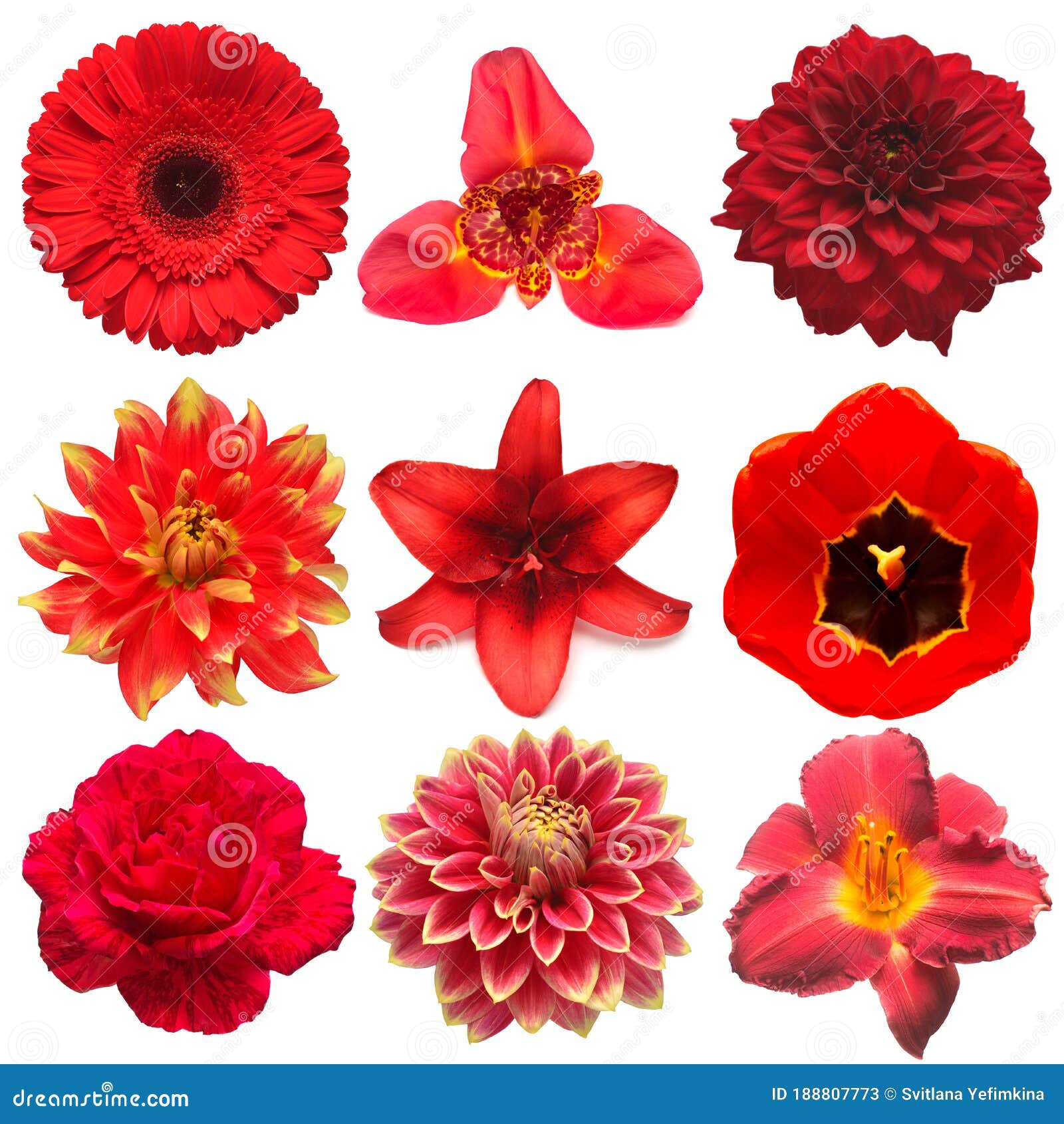 Collection Red Flowers Head of Tulip, Dahlia, Rose, Daisy, Lily ...