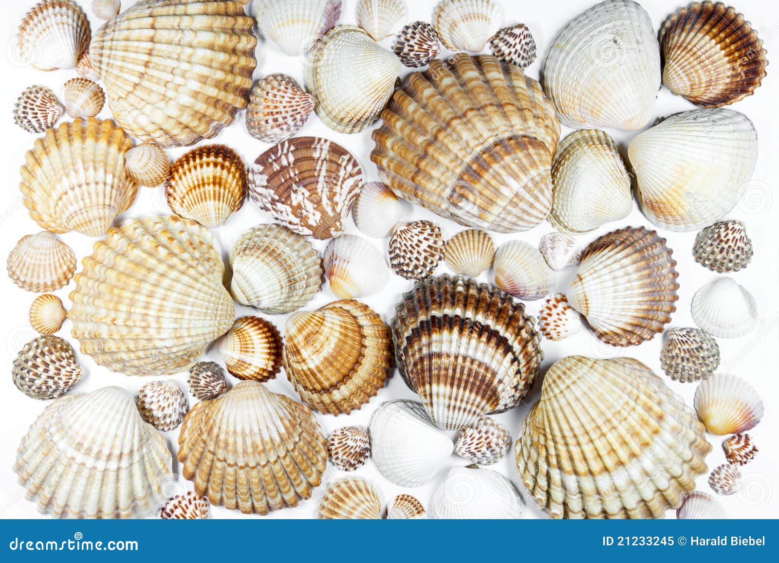 Collection of seashells stock image. Image of collect 21233245