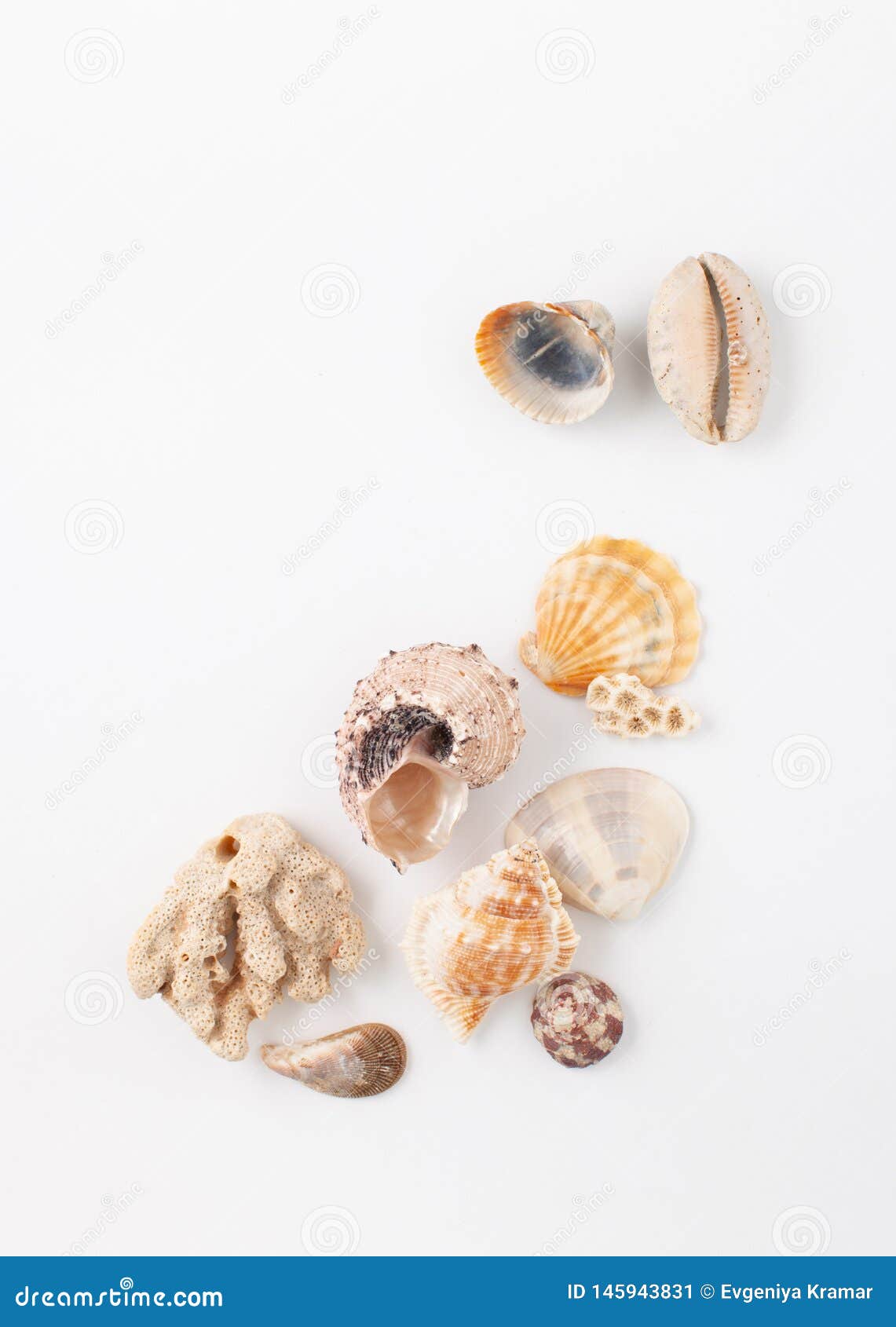 Collection of Seashells for Jewelry Stock Image - Image of marine, concept:  145943831