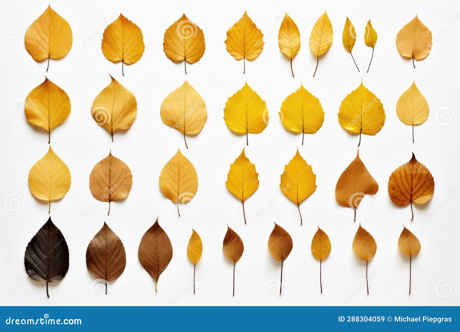 A Collection of Seperated Autumn Leaves Isolated on a White Background ...