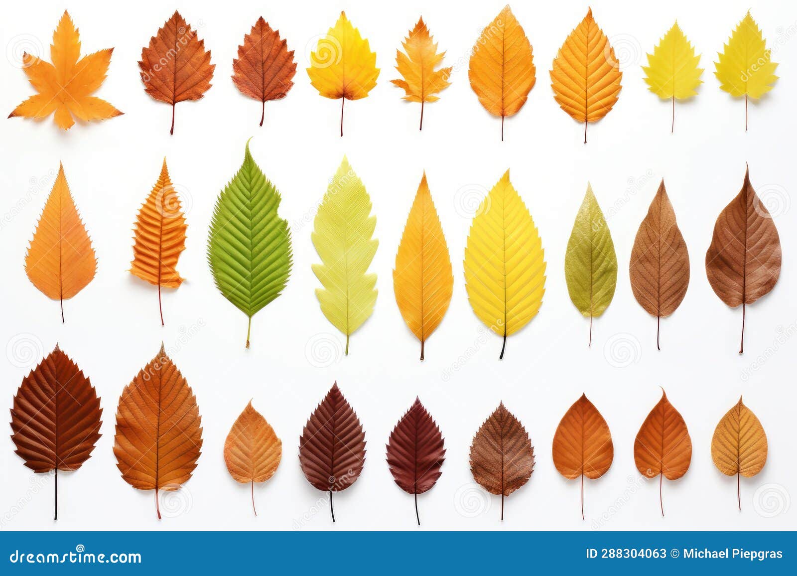 A Collection of Seperated Autumn Leaves Isolated on a White Background ...