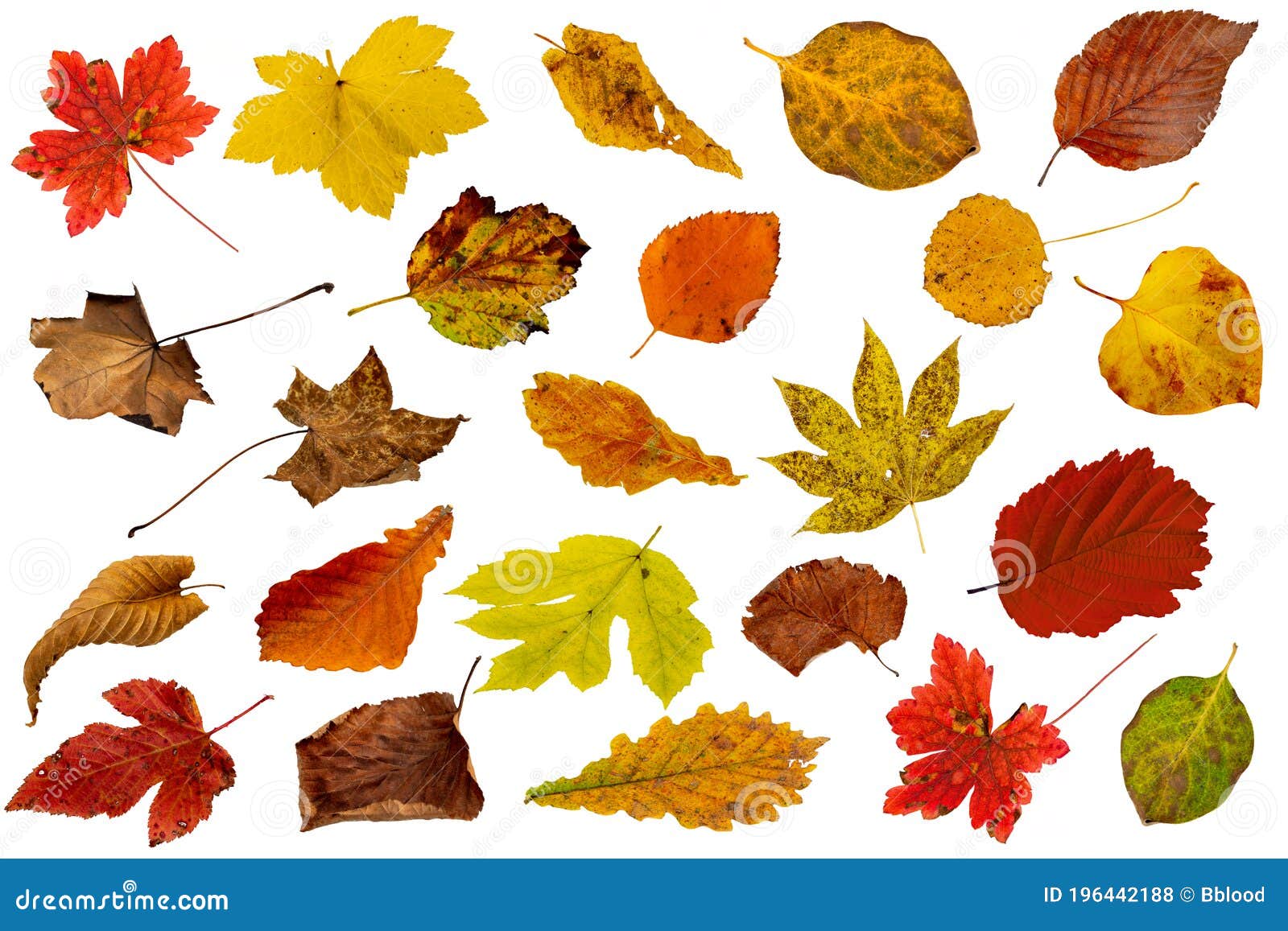 Set of Beautiful Autumn Leaves Isolated on White Background Stock Photo ...